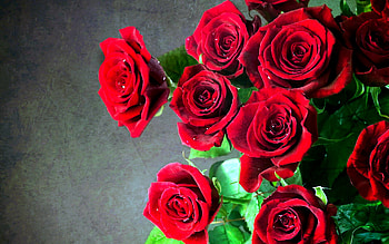 Roses For You: Susan, Marianne, Alexandra, plume-dargent, graphy, roses, alexandra66, beautiful, suzziecue, beauty, pretty, red, red roses, nature, flowers, dreamy HD wallpaper