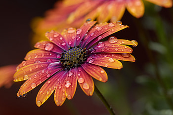 Flowers, Water, Drops, Flower, Macro, Petals HD wallpaper