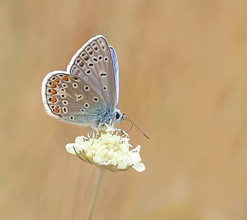 Macro of a butterfly resting on a wildflower, showcasing intricate details of wings and natural surroundings. HD wallpaper