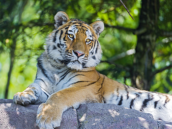 Animals, Muzzle, Predator, Big Cat, Tiger HD wallpaper