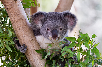 Koala bear, Brown tree trunk, Leaves HD wallpaper