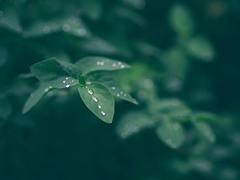 Drops, Macro, Sheet, Leaf, Dew HD wallpaper