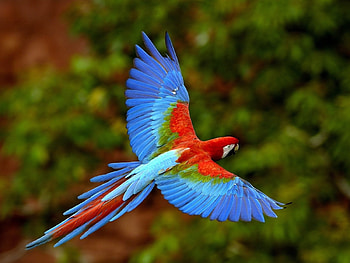 Animals, Birds, Parrots HD wallpaper