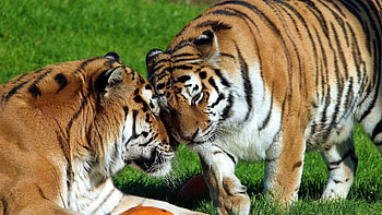 Animals, Tigers, Predators, Couple, Pair, Big Cats HD wallpaper