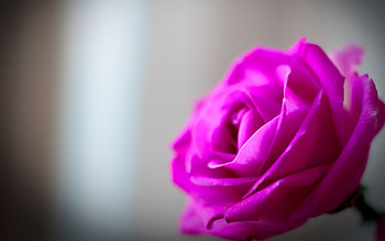 Plants, Flowers, Roses, Violet HD wallpaper