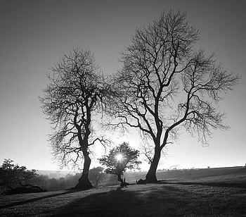 Little Tree, field, tree, sunset HD wallpaper
