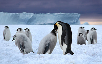 Animals, Pinguins, Snow, Flock, Glacier HD wallpaper