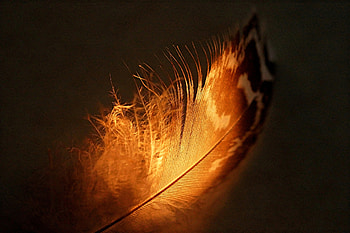 Feather graphy, , Nature's marvel, Stunning HD wallpaper