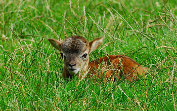 Animals, Grass, Young, To Lie Down, Lie, Joey, Deer HD wallpaper