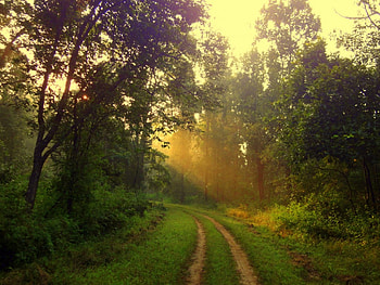 On my way, way, road, green, path HD wallpaper