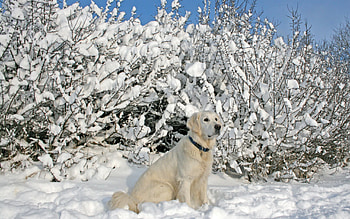 Animals, Trees, Snow, Sit, Dog, Collar HD wallpaper