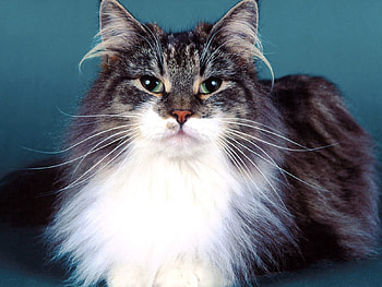 Animals, Cat, Fluffy, Muzzle HD wallpaper