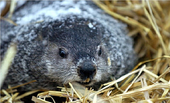 Jimmy the Groundhog, groundhog, hay, burrow, feb 2 HD wallpaper