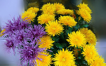 Flowers, Lilac, Chrysanthemum, Bouquet, Purple HD wallpaper
