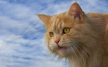 Cat, pisica, blue, animal, sky, orange, ginger HD wallpaper