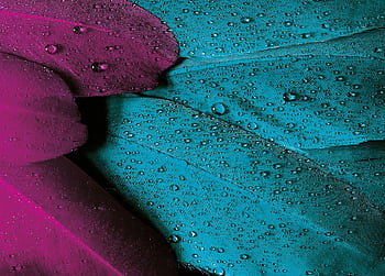 Beautiful close-up of pink and turquoise feathers with water droplets. HD wallpaper