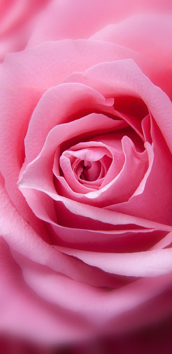 Petal Heart: Pink Rose Bud, close-up, pink flower, nature, rose HD phone wallpaper