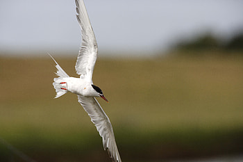 Animals, Bird, Blur, Smooth, Flight, Seagull, Gull HD wallpaper