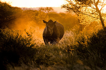 Various rhino , Rhino collection, Rhino-themed , Rhino assortment HD wallpaper