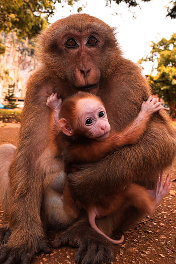Heartwarming of a mother monkey holding its baby in Mae Sai, Thailand. HD phone wallpaper