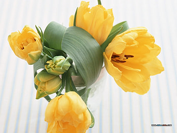 yellow flower art, still life, bouquet, pretty, yellow, flower, nature HD wallpaper