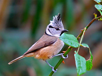 Beautiful Bird, cool, beautiful, bird HD wallpaper