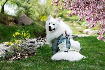 A beautiful Samoyed dog wearing a kimono sits in a park with cherry blossoms in bloom. HD wallpaper