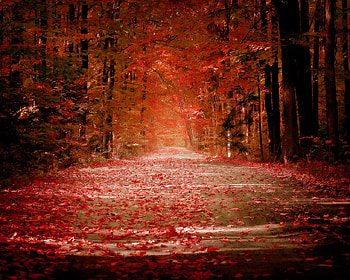 Autumn Valley, leaves, valley, fall, colors, autumn HD wallpaper
