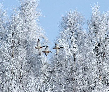 Winter Birds, winter, animal, birds, snow, trees HD wallpaper