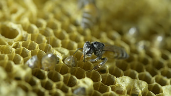 Beehive, stock footage, Bee activities, Nature video HD wallpaper