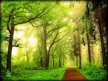 Golden light in the forest, summer, golden, light, path, nature, sun, forest HD wallpaper