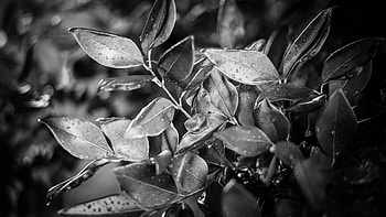 Black And White Of Leaves Plant Rain Drops Macro graphy graphy HD wallpaper