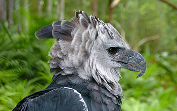 Beak, Harpy Eagle HD wallpaper