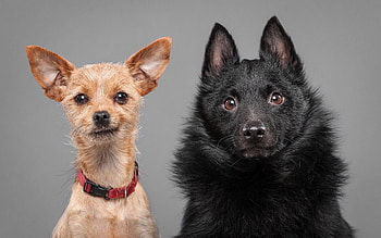 Animals, Dogs, Couple, Pair, Emotions, Puppies HD wallpaper
