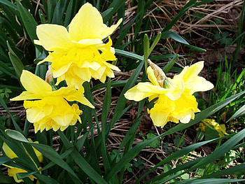 Flowers, Narcissussi, Greens, Spring HD wallpaper