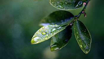 Leaves, Drops, Plant, Macro HD wallpaper