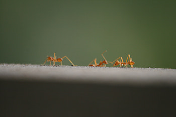 3 Ants, ants, 3, three, macro HD wallpaper