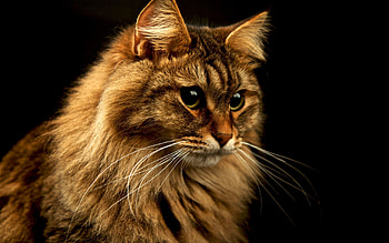 Animals, Cats HD wallpaper
