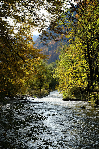 Landscape, Nature, Rivers, Trees, Mountain HD phone wallpaper