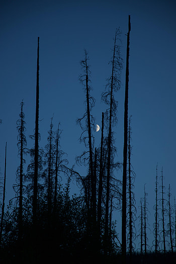 Nature, Trees, Sky, Night, Moon, Branches HD phone wallpaper