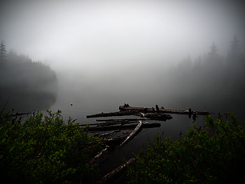 Nature, Water, Bush, Lake, Fog HD wallpaper