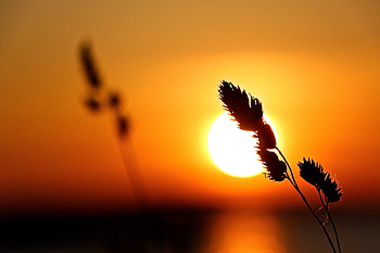 Sunset, Sun, Plant, Macro HD wallpaper