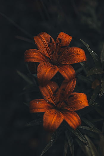Stunning close-up of orange tiger lilies adorned with dew droplets, captured with a moody atmosphere. HD phone wallpaper