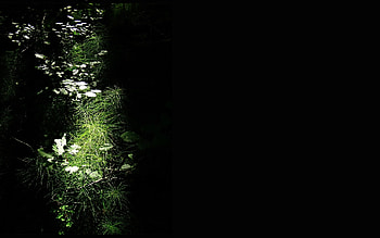 Grass, Background HD wallpaper