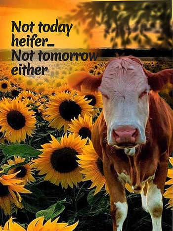 Not today heifer, nottoday, countrygirl, cow, sunflower, quotes HD phone wallpaper