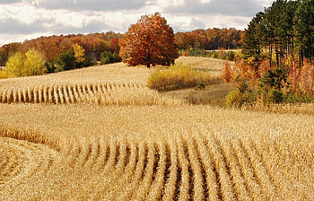 Landscape, Fields, Autumn HD wallpaper
