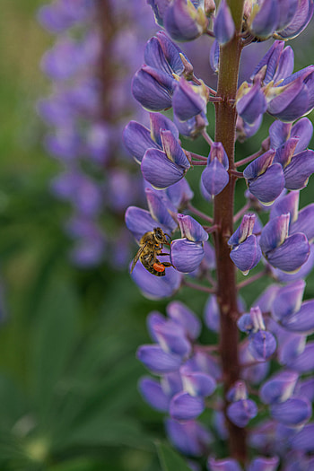 Animals, Flower, Insect, Bee, Lupine HD phone wallpaper