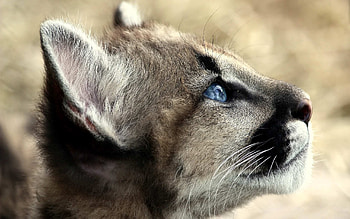 Animals, Jaguar, Young, Muzzle, Joey, Profile, Blue Eyed, Blue-Eyed HD wallpaper