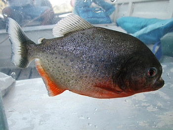 red belly piranha, razor teeth, take a look HD wallpaper