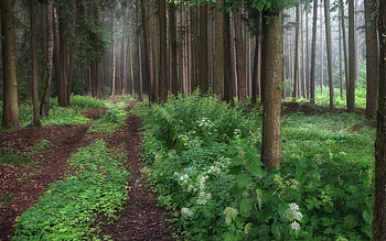 Forest Path, trees, plants, forest, path HD wallpaper